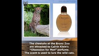 15 Lesser - Known Facts About Cheetahs