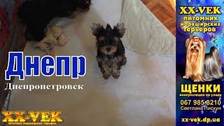 Щенки йоркширского терьера играются - питомник XX Vek Щенки йоркширского терьера играются - питомник XX Vek
