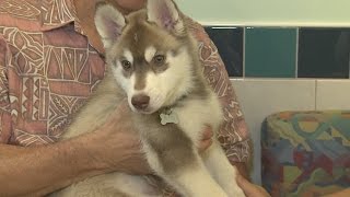 Animal Kingdom: Gentle Vets Hawaii Kai talk “Puppy Gentling” screenshot 5