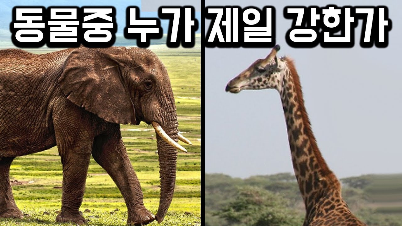 유튜브 1티어 토론 주제 ㅋㅋㅋㅋㅋㅋ