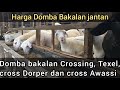 Harga domba bakalan jantan crossingan, texel , cross dorper dan cross awassi