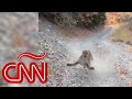 Un puma acecha y persigue a un hombre en Utah