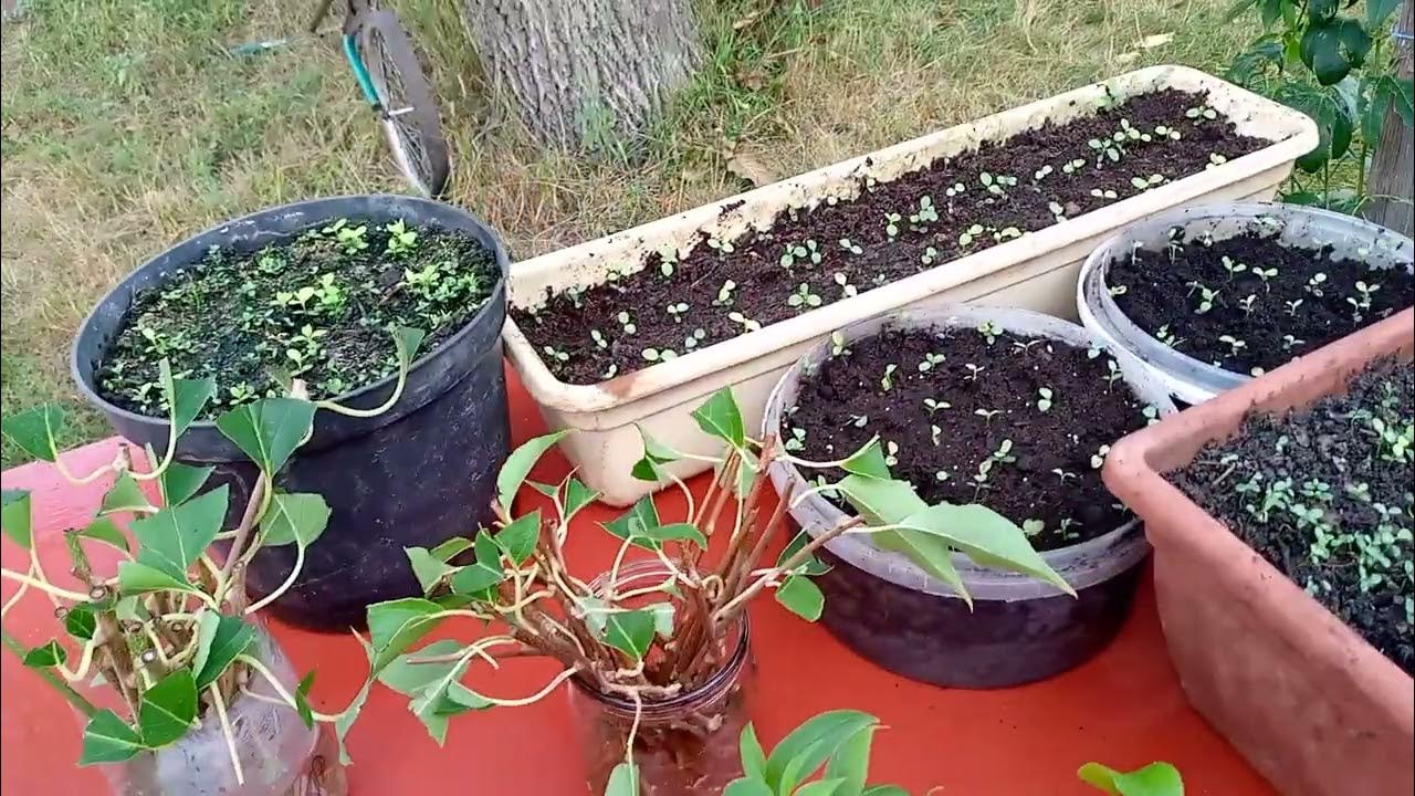 Саженцы актинидии простым способом выращиваем - YouTube
