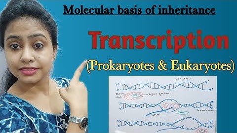 Transcription in Prokaryotes & Eukaryotes |Molecular basis of inheritance & variation | Class 12th