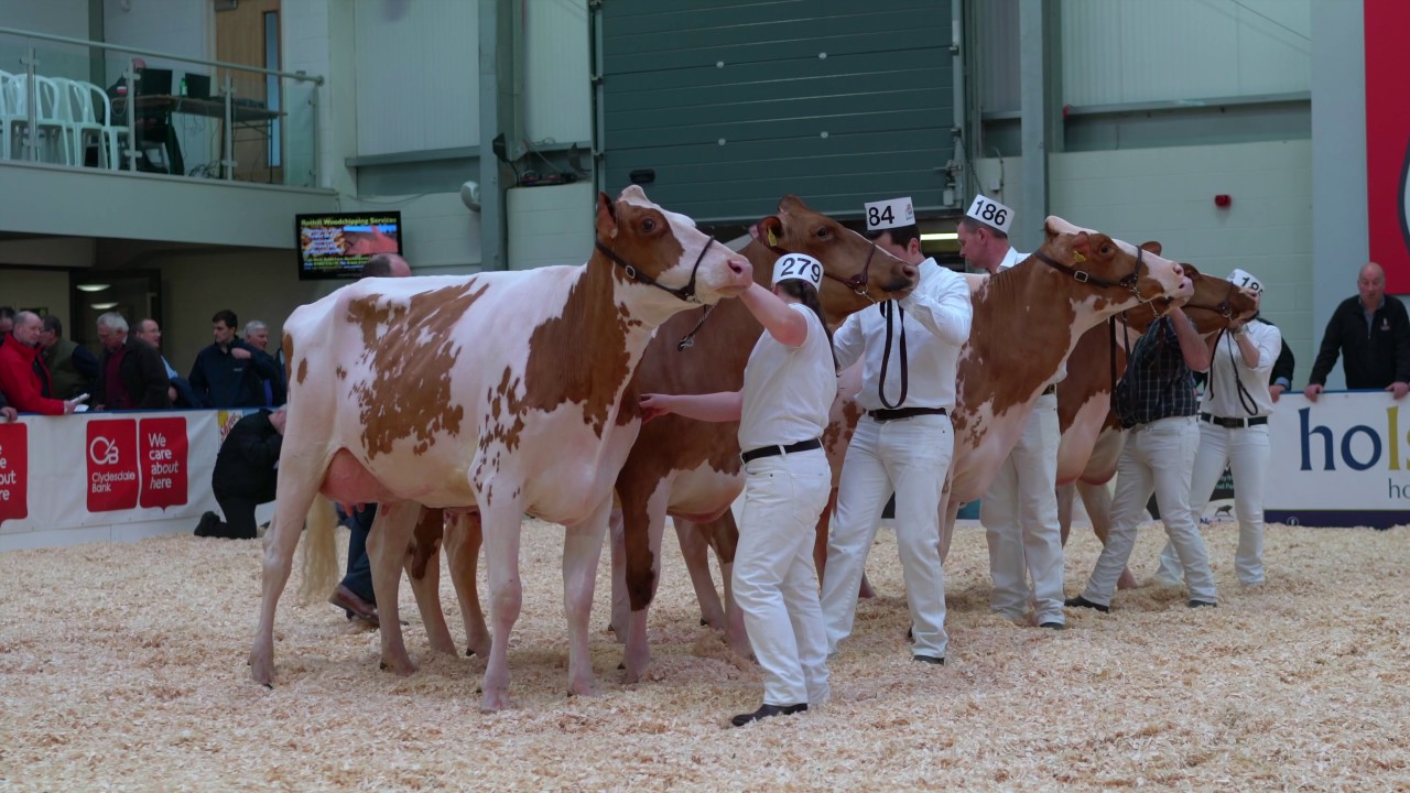 Red & White 2yr Heifer Class 2017 UK Dairy Expo Carlisle.4K YouTube