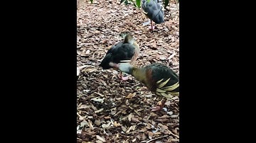 Plumed Whistling Duck #shorts