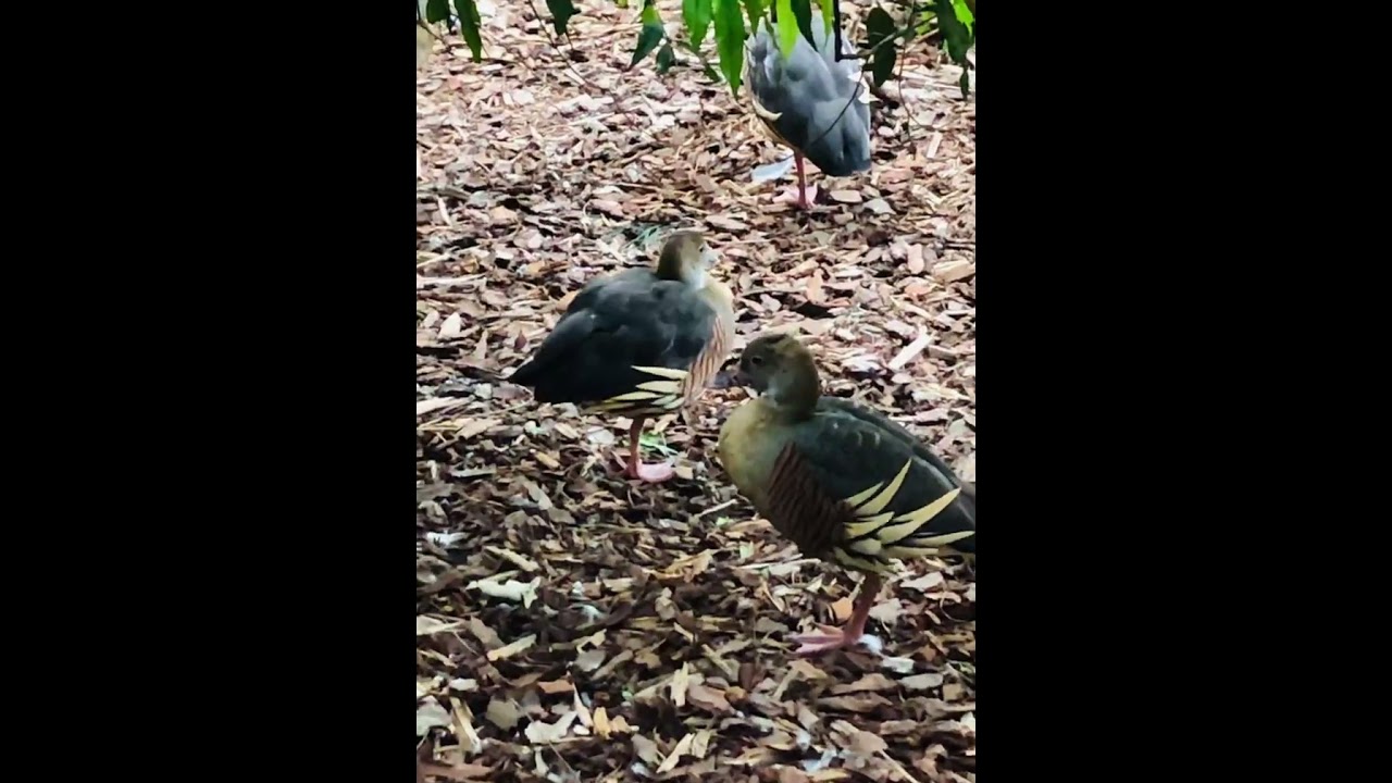 Plumed Whistling Duck #shorts