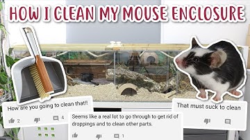 HOW I CLEAN MY LARGE MOUSE ENCLOSURE