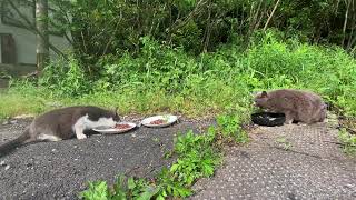 あるラインから絶対に中に入ってこない野良猫　Stray cat that never comes inside from a certain line