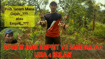 Perbandingan Pertumbuhan Jahe Gajah dan Jahe Emprit Umur 4 Bulan