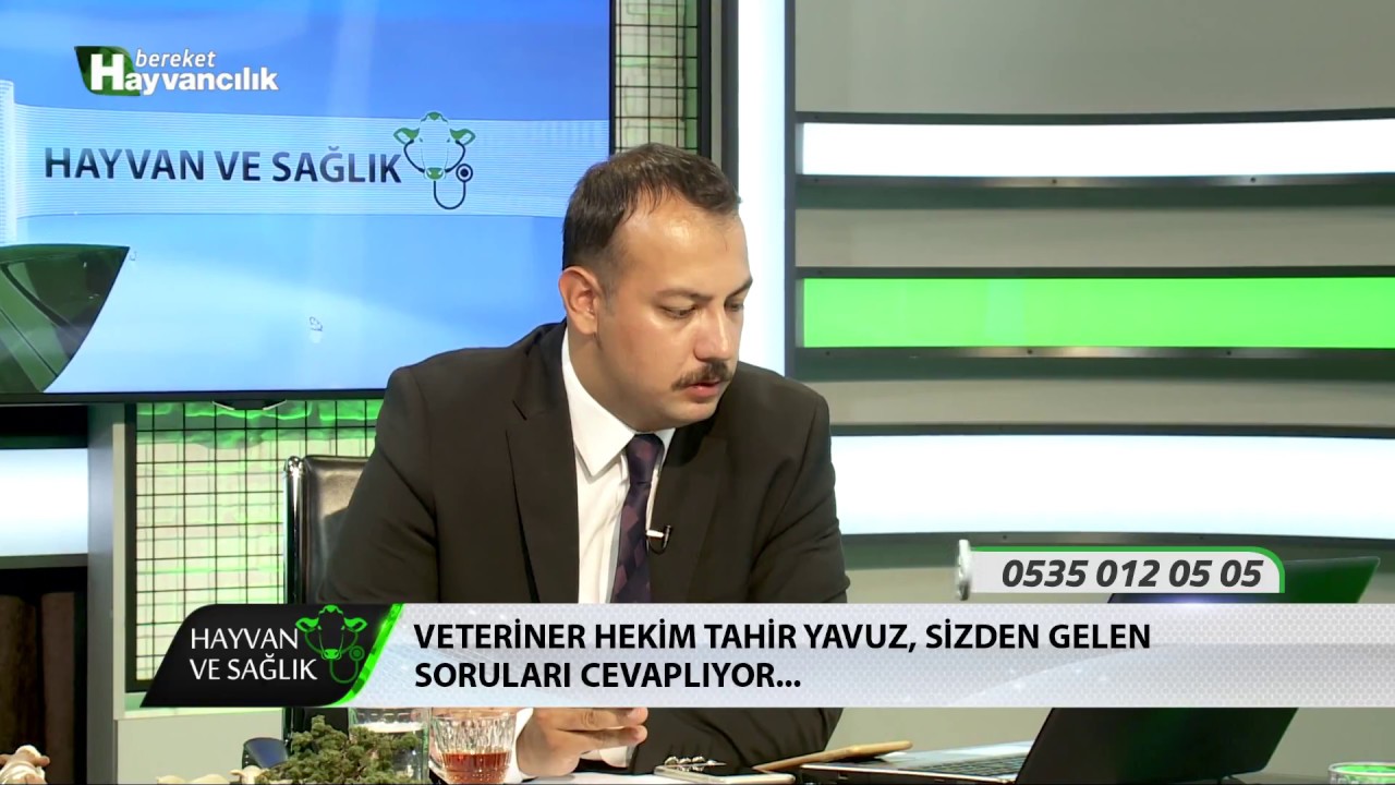 Hayvan Ve Sağlık | Doğumdan Sonra Süt Verimindeki Ani Düşüşün Sebepleri