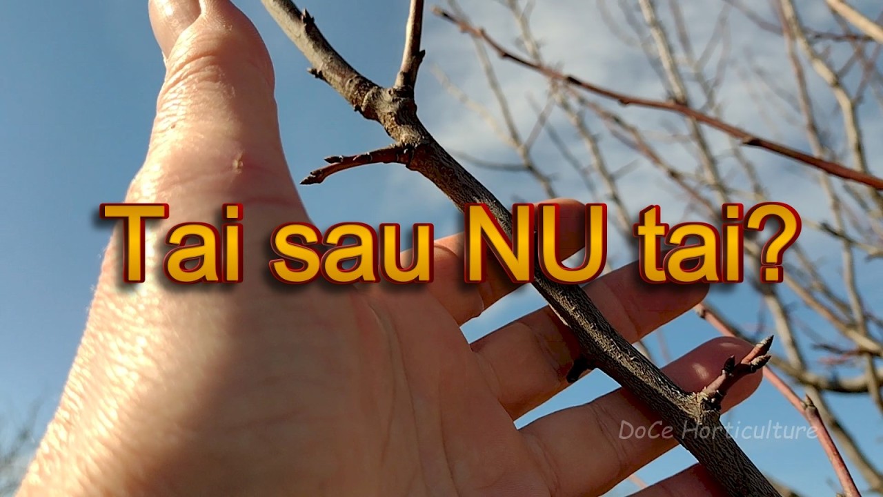 Nu scurta ramurile de un an la prun până nu vezi asta!