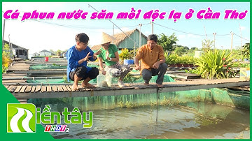 Tận mắt trêu đùa với loài cá phun nước săn mồi "bách phát bách trúng" ở Cần Thơ | Miền Tây THDT2