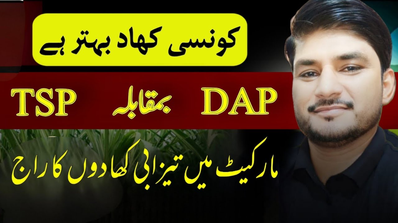 TSP V's DAP Fertilizer | Benefits of TSP Fertilizer.