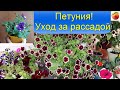 Петуния Уход за рассадой Формирование петунии, черенкование Цветы будут шапкой!