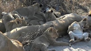 SafariLive- The whole Nkuhuma Lion Pride!!