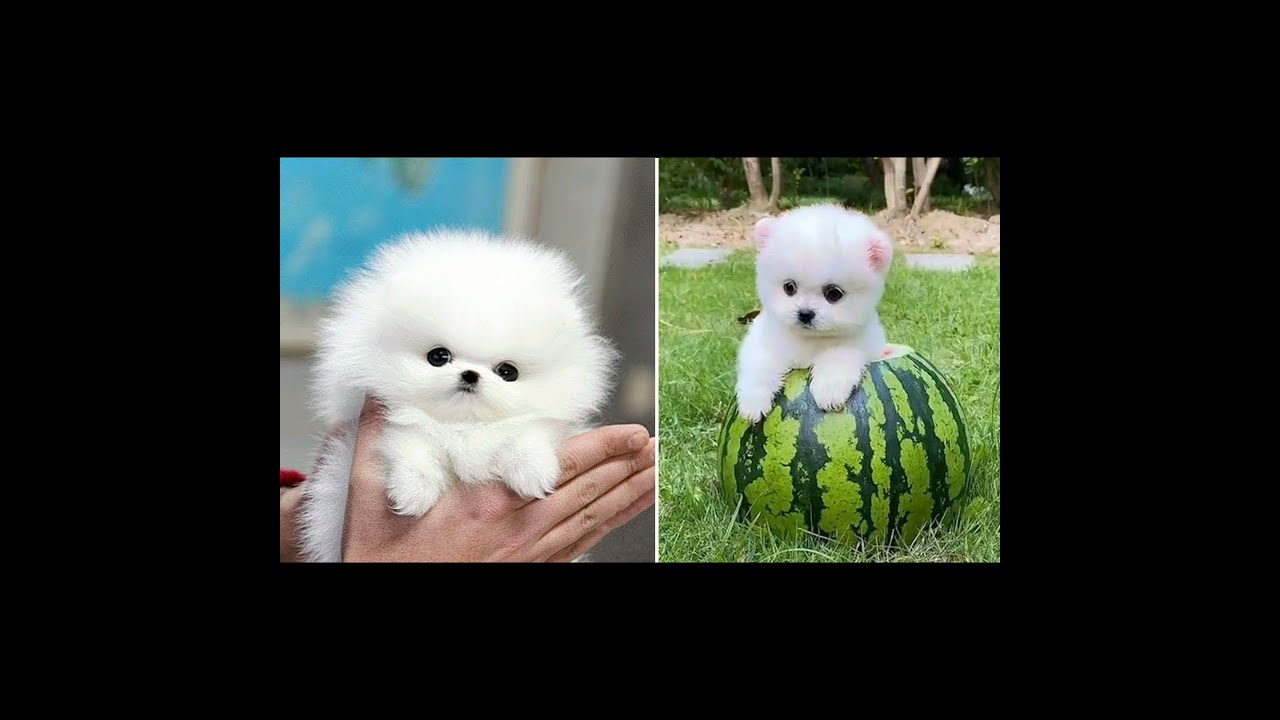 Cutest Animals ever!! #2  40+ images!