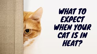 What to Expect When Your Cat Is in Heat (Do Cats Bleed or Have Periods?) by Cats Globe 80 views 2 weeks ago 3 minutes, 3 seconds