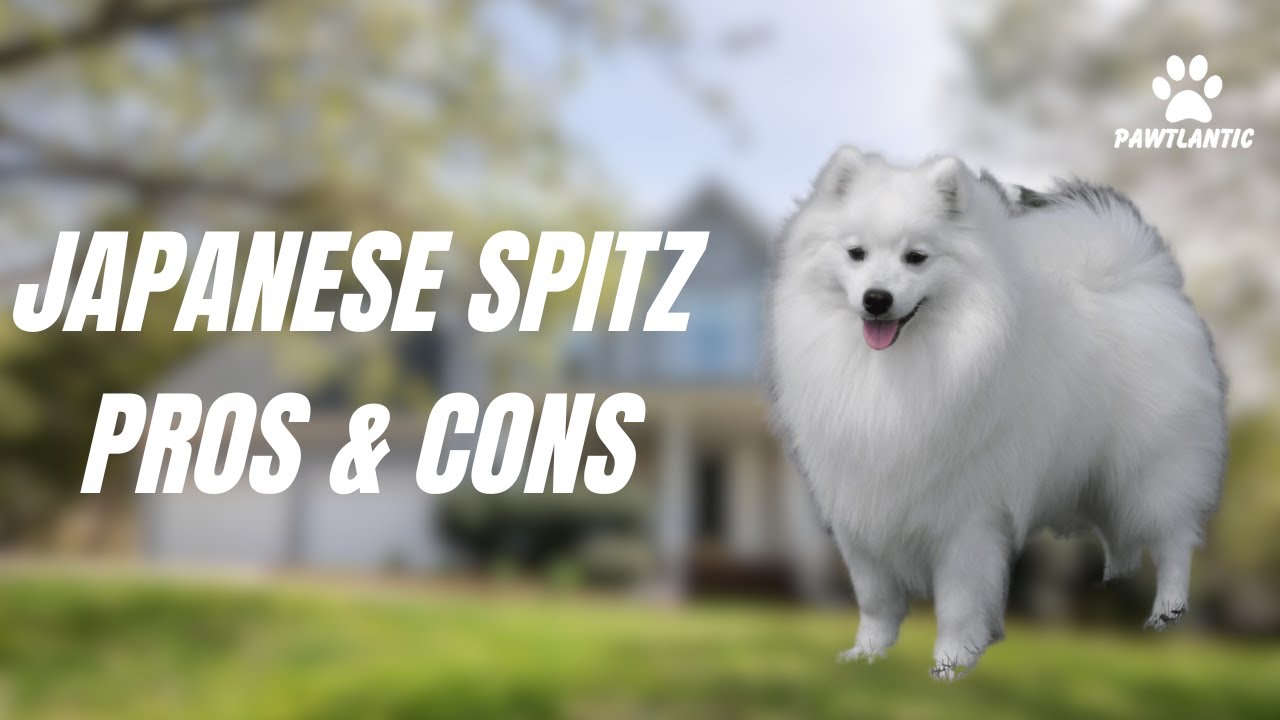 Japanese Spitz Pros and Cons Revealed Think Twice Before Getting One