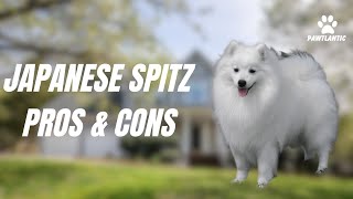 Japanese Spitz: Pros and Cons Revealed! Think Twice Before Getting One!