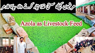 Smart Poultry Farmer Reducing Chicken Feed Cost Azola Feed For Chickens Raising 150 Chickens