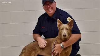 From puppy mill to jail dog and now, forever family: Rescued German Shepherd welcomed into new home