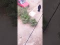 عااااجل ضهور مول شقور متنكر في لباس نساء في الدار البيضاء لولفة 