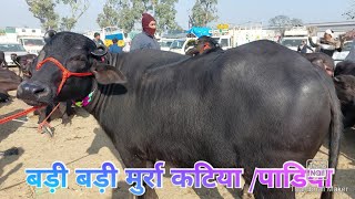 Madhiyai Pashu Mandi | Pashu Mela | Katiya Paddi Mela | Haryana Katri | Murra Buffalo | Jhota Race