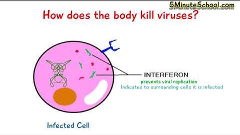 Interferon ท าหน าท อะไร ระบบภ ม ค มก นโรค