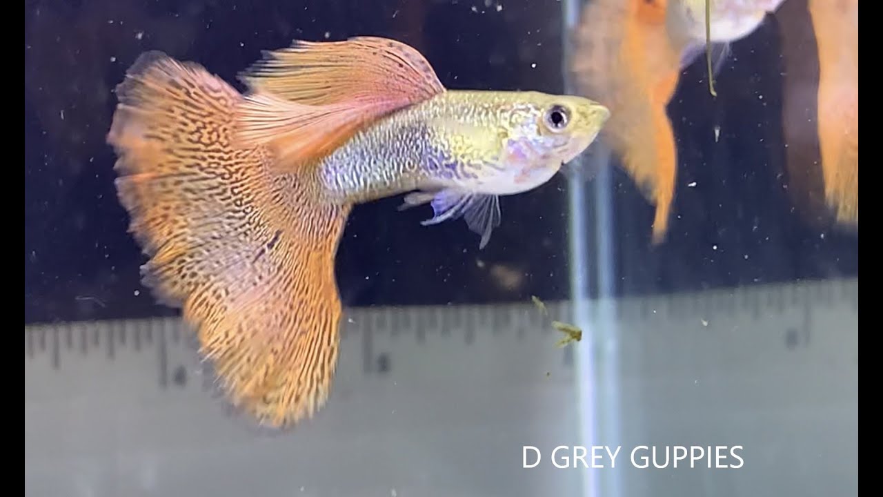 My Favorite Guppy Strains Series— Russian Red Lace Snakeskin Guppies -  Youtube
