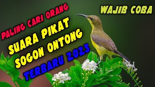 Suara Pikat BurungbSogon Ontong Paling Di Cari Orang Dan Paling Ampuh Terbaru 2025