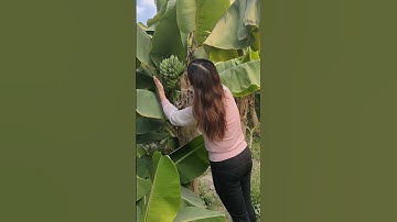 Cây chuối độc lạ - Buồng chuối trổ ngang thân