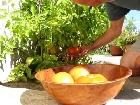 Big Beef Tomato 2013 0603 - YouTube