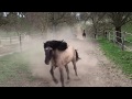 Pferdehof Birkenweiler, unsere Pferde, Ponys und Esel kommen von der der Weide