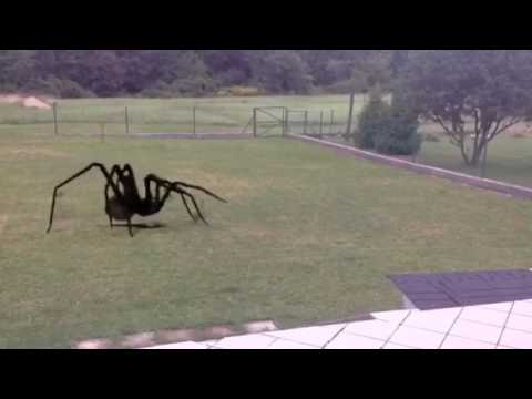 Videó: Óriás Pók - Mese Vagy Valóság - Alternatív Nézet