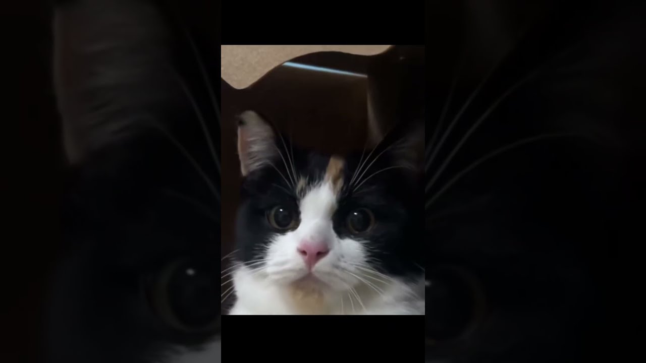 Nothing Fazes This Cat Petcomedy Dailypets Shorts Petlovers Funnypets