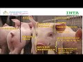 - Formulación para la elaboración de concentrados caseros para cerdos y vacas.