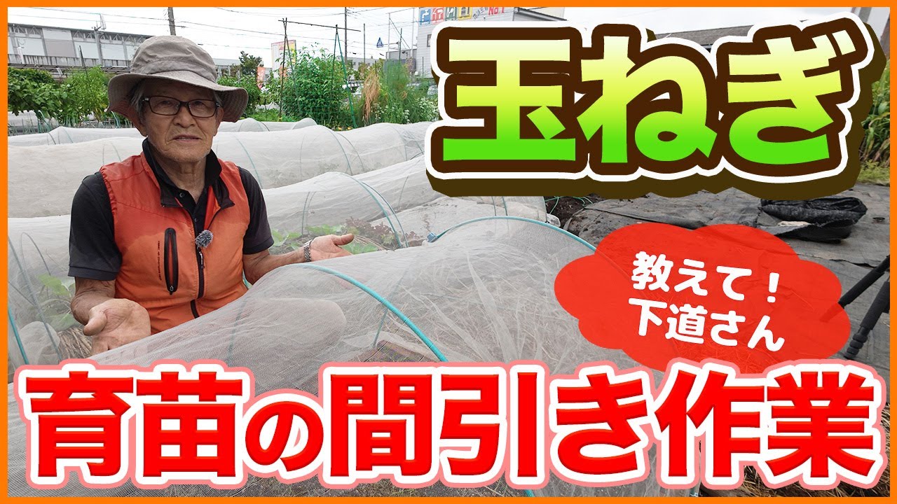 Onion cultivation] Shimomichi teaches you! Tips for raising