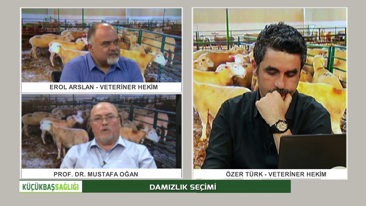 EROL ARSLAN'LA KÜÇÜKBAŞ SAĞLIĞI | KOÇ KATIMININ ÖNEMİ