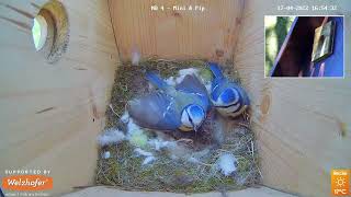 Supersonic Flapping Mini&Pip Mating Again