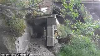 Eagle Owl Nest, Denmark 2020-05-26 All Three Owlets Are Well