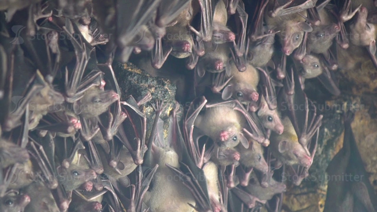 4k uhd Bats close up hanging at the wall at the entry of a holy