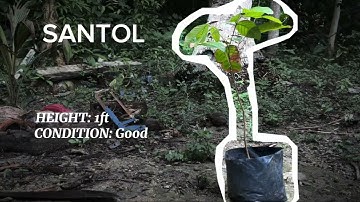 NSTP-CWTS performance task, Plantin 3 Fruit Bearing Trees