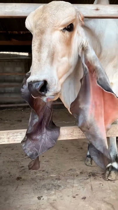 Daso kehdi nasal aa