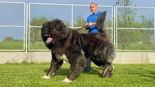 Big black dog