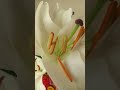 #flowers DAMING BULAKLAK SA BAHAY
