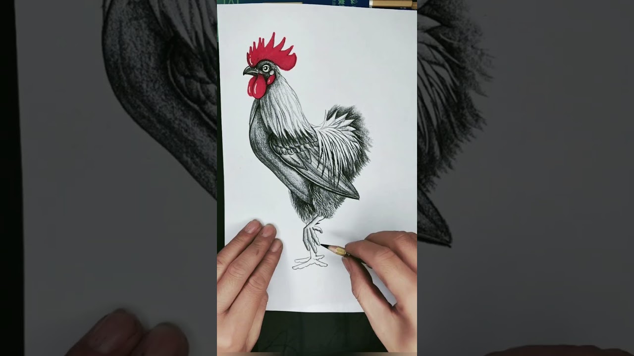How to Draw Rooster  
