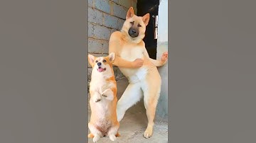 Funny Dog Dancing Video 😂 #dog #puppy #dogdance #puppydance