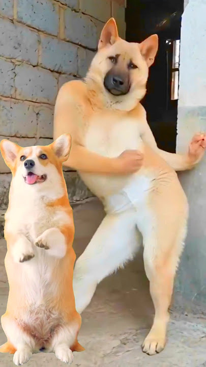 Funny Dog Dancing Video 😂 #dog #puppy #dogdance #puppydance
