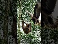 Harpy Eagle vs Monkey: A Brutal Jungle Hunt 🌿🦅 #predator #shorts